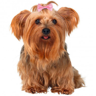 Ganchos p/ Yorkshire Terrier (1uni.)