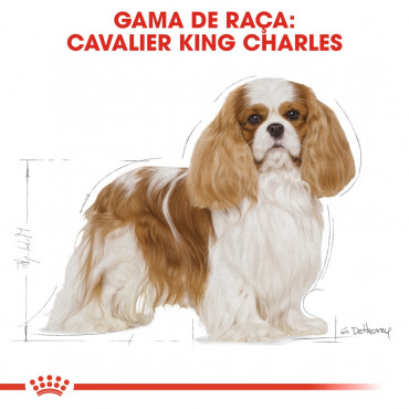 Royal Canin - Cavalier King Charles