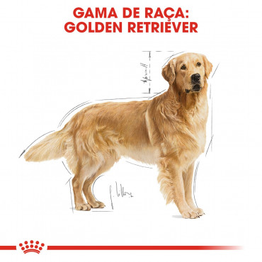 Royal Canin - Golden Retriever