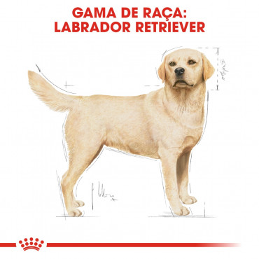 Royal Canin - Labrador Retriever