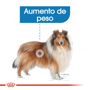 Ração para cão Royal Canin Maxi Light Weight Care