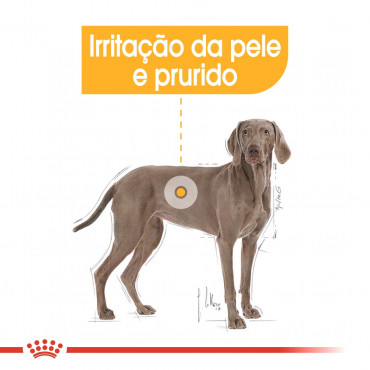 Ração para cão Royal Canin Maxi Dermacomfort