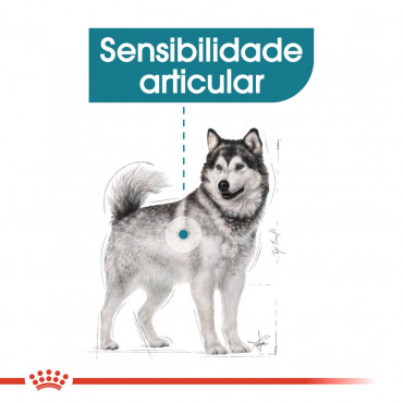 Ração para cão Royal Canin Maxi Joint Care 10kg