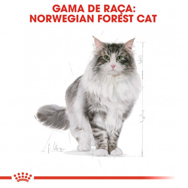 Ração para gato Royal Canin Norwegian Forest