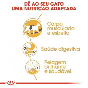 Ração para gato Royal Canin Siamese