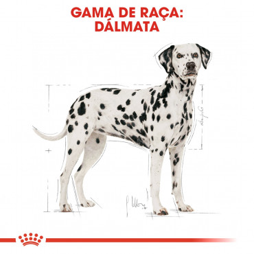 Royal Canin Dálmata Cão adulto