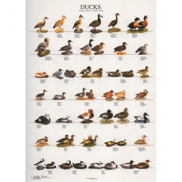 Poster Patos Nº 1