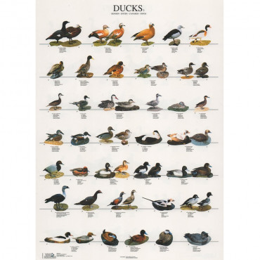 Poster Patos Nº 2