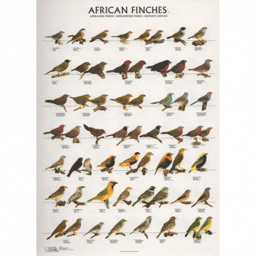 Poster Diamantes Africanos...