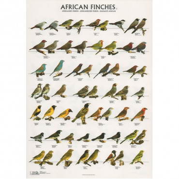 Poster Diamantes Africanos...