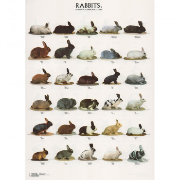 Poster Coelhos Nº 2