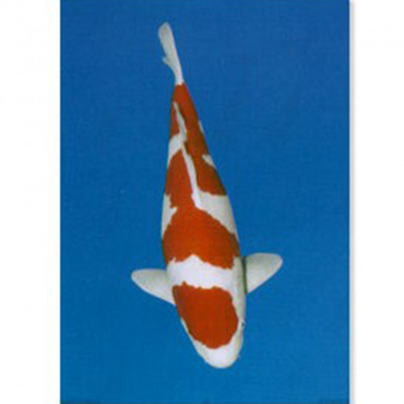 Poster Carpa Koi Kohaku