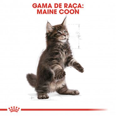 Royal Canin Maine Coon Gato Kitten