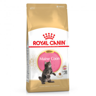 Royal Canin Maine Coon Gato Kitten