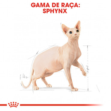 Royal Canin Maine Coon Gato Kitten