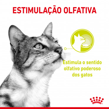 Royal Canin Sensory Smell Gato adulto - Em molho